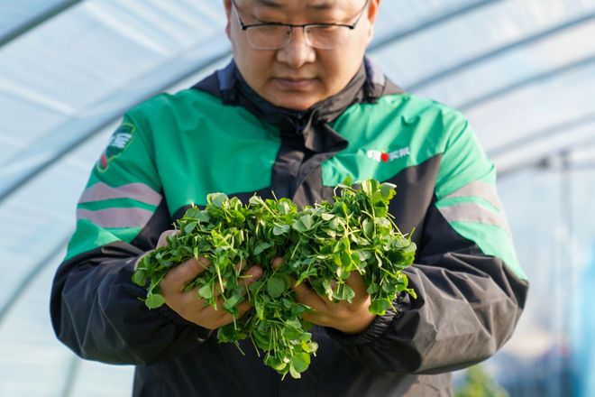 食同源、高原春菜等小众你吃过几样？pg电子免费模拟器春菜正当鲜！药(图2)
